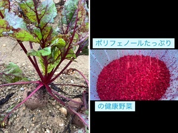 愛知県豊橋市×野菜/法人【43445】-2