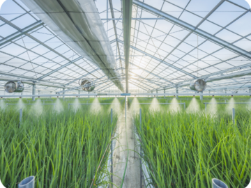 静岡県焼津市×施設野菜/法人【43448】-top