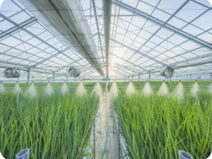 静岡県焼津市×施設野菜/法人【43448】-top