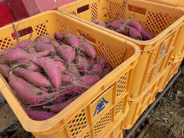 株式会社芝山農園-7