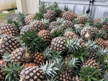 株式会社農園ファイミール-4