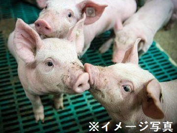 栃木県那須町×養豚/法人【43450】-top