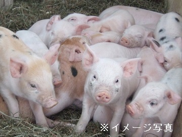 栃木県那須町×養豚/法人【43450】-1