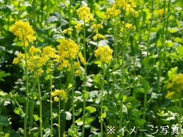 茨城県日立市×露地野菜・稲作/法人【43453】-1