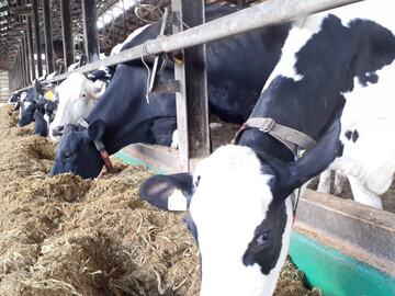 とうや湖酪農ヘルパー利用組合-5