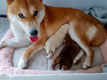 原牧場(島根県)-5