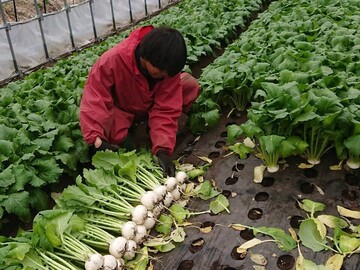 佐々木農園(函館市)-5