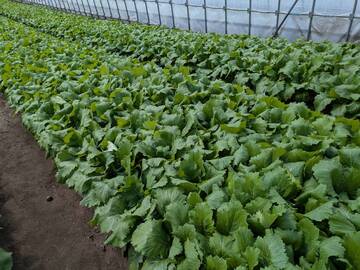 佐々木農園(函館市)-4