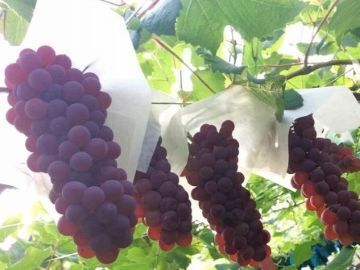 有限会社ぶどうばたけ-2