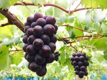 有限会社ぶどうばたけ-8