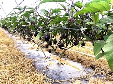 株式会社荒井食品-2