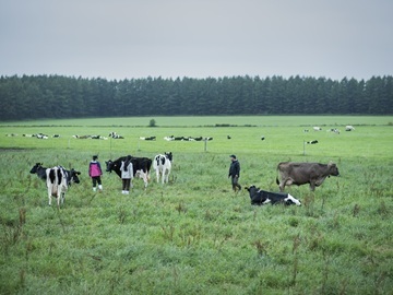北海道中標津町×酪農/法人【43381】-1