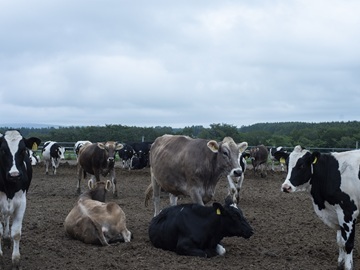 北海道中標津町×酪農/法人【43381】-3