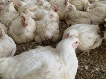 インフィニア株式会社(御池農場)-top