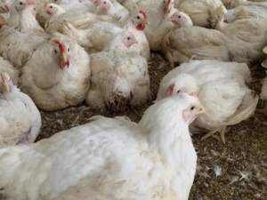 インフィニア株式会社(御池農場)-top