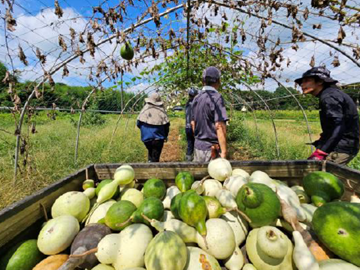 株式会社コンサント(田舎ごっこファーム)-1