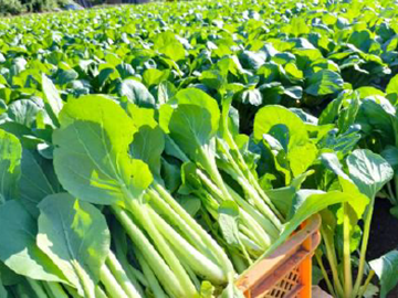 株式会社コンサント(田舎ごっこファーム)-5