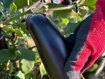 株式会社スマベジファーム-3