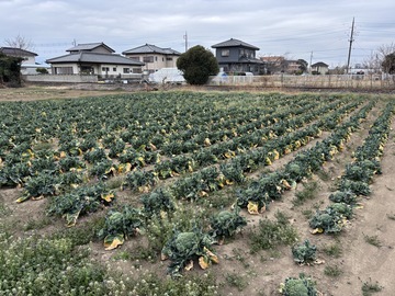 株式会社スマベジファーム-5