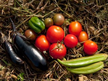 株式会社スマベジファーム-7