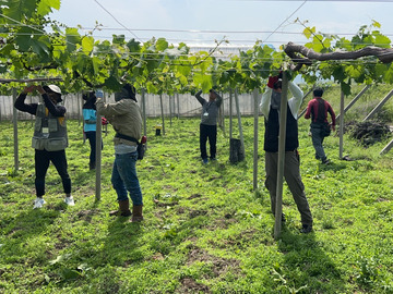 有限会社ぶどうばたけ-3