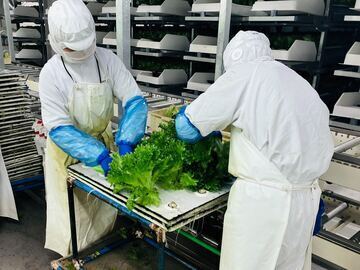 株式会社バイテックベジタブルファクトリー-5