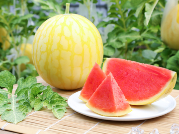 福井市 「師匠に入門！ ちびっと就農体験」 3日間-4