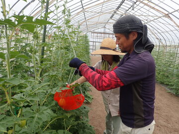 福井市 「師匠に入門！ ちびっと就農体験」 3日間-6