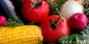 50年以上の歴史を誇る青果卸売会社で、営業スタッフ(日勤)と商品管理スタッフ(夜勤)を募集☆若手育成に注力し、経験不問！20代も活躍中です♪