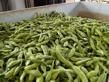 市川ファーム(埼玉)-2