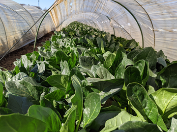 市川ファーム(埼玉)-3