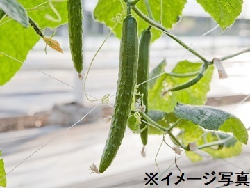 福岡県久留米市×試験圃場管理/法人【43472】-2