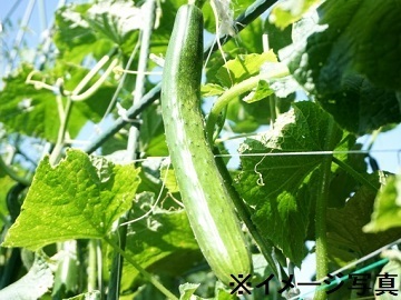 福岡県久留米市×生産管理/法人【43474】-1