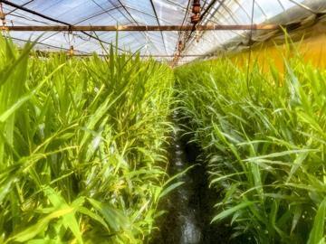 みわこ農園(高知市)-7