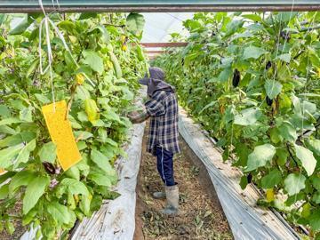 みわこ農園(高知市)-8