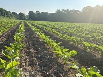 有限会社木樋桃源ファーム-2