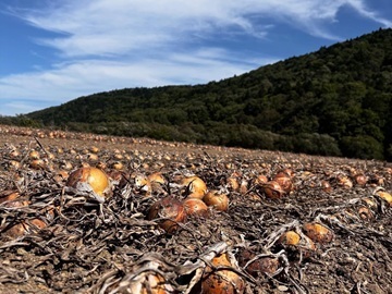 有限会社木樋桃源ファーム-3