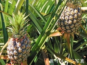 沖縄県石垣市×果樹・露地野菜/法人【43478】-top