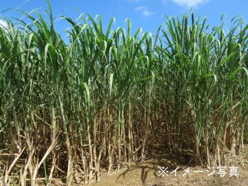 沖縄県石垣市×果樹・露地野菜/法人【43478】-1