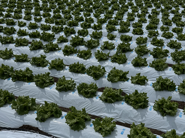 鶴田長幸ファーム/KTファーム-1