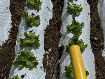 鶴田長幸ファーム/KTファーム-4