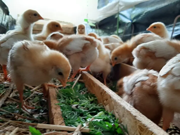 ぷらいどふぁーむ株式会社-2