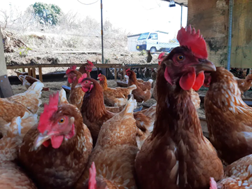 ぷらいどふぁーむ株式会社-1