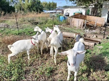 ぷらいどふぁーむ株式会社-5