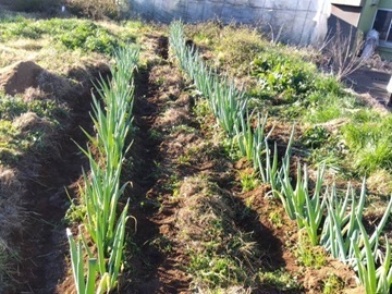 ぷらいどふぁーむ株式会社-6