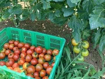 ぷらいどふぁーむ株式会社-7