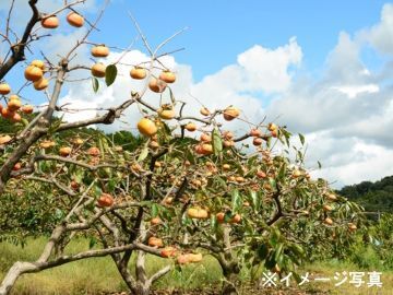 新潟県新潟市×稲作・野菜・果樹/法人【43489】-1