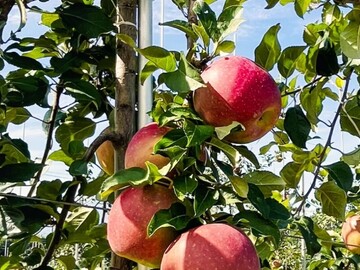 東京都品川区×事業企画/法人【43488】-1