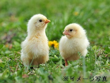 新潟県関川村×養鶏/法人【43493】-1