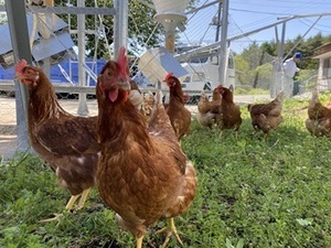 山梨県忍野村×養鶏/個人【43503】-top